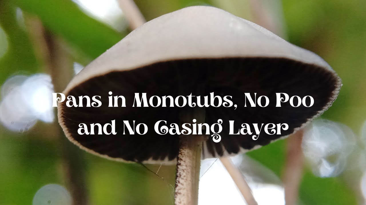 Panaeolus in Tubs: Can You Grow Them Like Cubes? (Species Talk Episode 4)