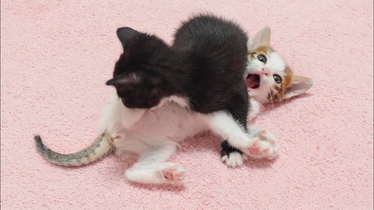 What Happens When Two Kittens Fight With Each Other