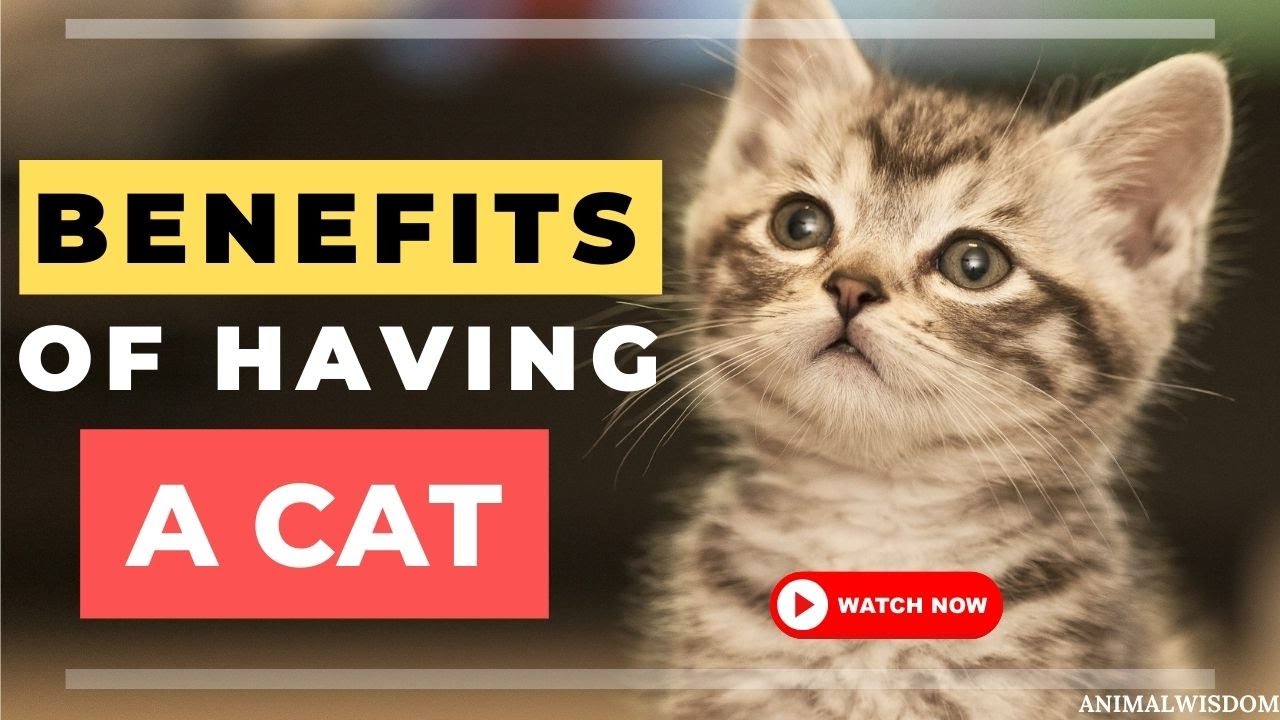 Health Benefits Of Owning A CAT! (Why having a cat makes you happier!)