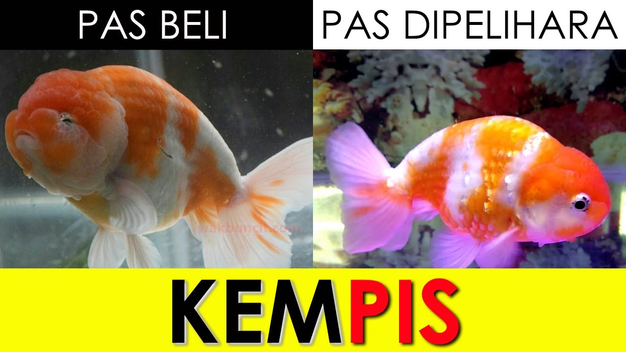 Awalnya Gemoy Kok Lama-Lama Kempes?