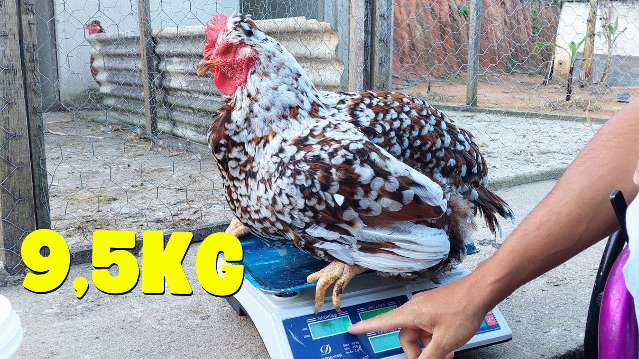 A MAIOR GALINHA BALÃO DO BRASIL