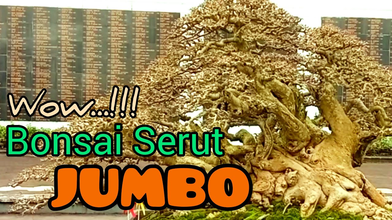 Koleksi Bonsai Serut Jumbo, Kekar Dan Angker / Streblus Asper