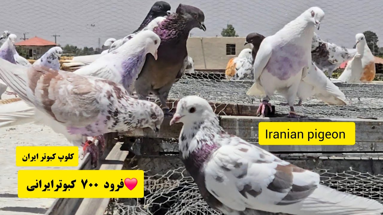 ❤️14 خرداد 1404 فرود کبوترای بعد از ظهری  برادران محمدی از پیربکران iranian high flyers pigeon