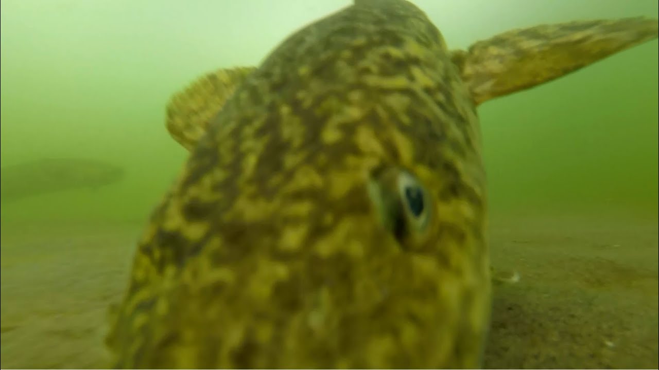 aggressive fish attacks gopro