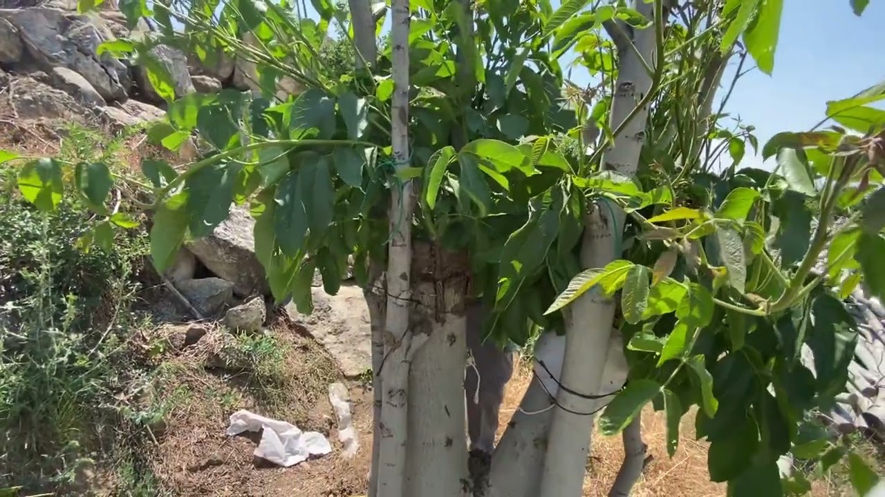 Cevizde Aşı Poşeti ve Aşı Bağı Ne Zaman Alınmalı