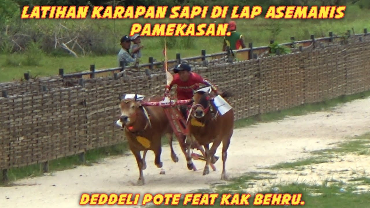 Latihan Karapan Sapi Di Lap Asemanis Pamekasan Ada Tim Dedeli Pote Feat Kak Behru. 