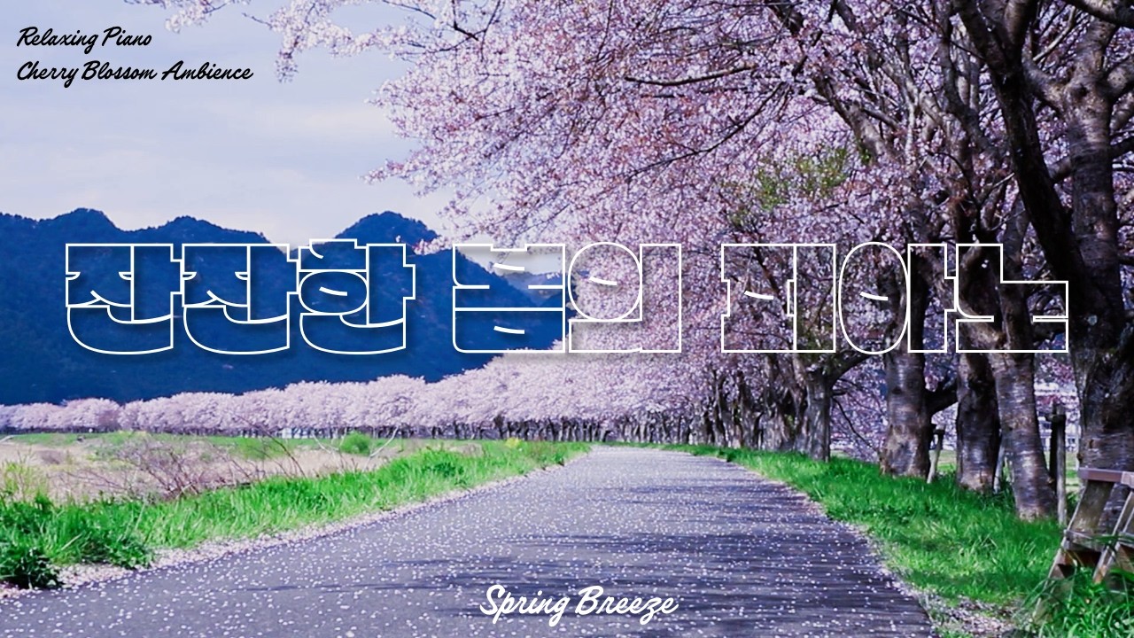 🌸 봄바람을 타고 온 피아노 선율 | 벚꽃길을 걸으며 듣는 힐링 피아노 BGM | 수면, 휴식, 독서음악 | Ambience BGM for Sleep, Study, Healing