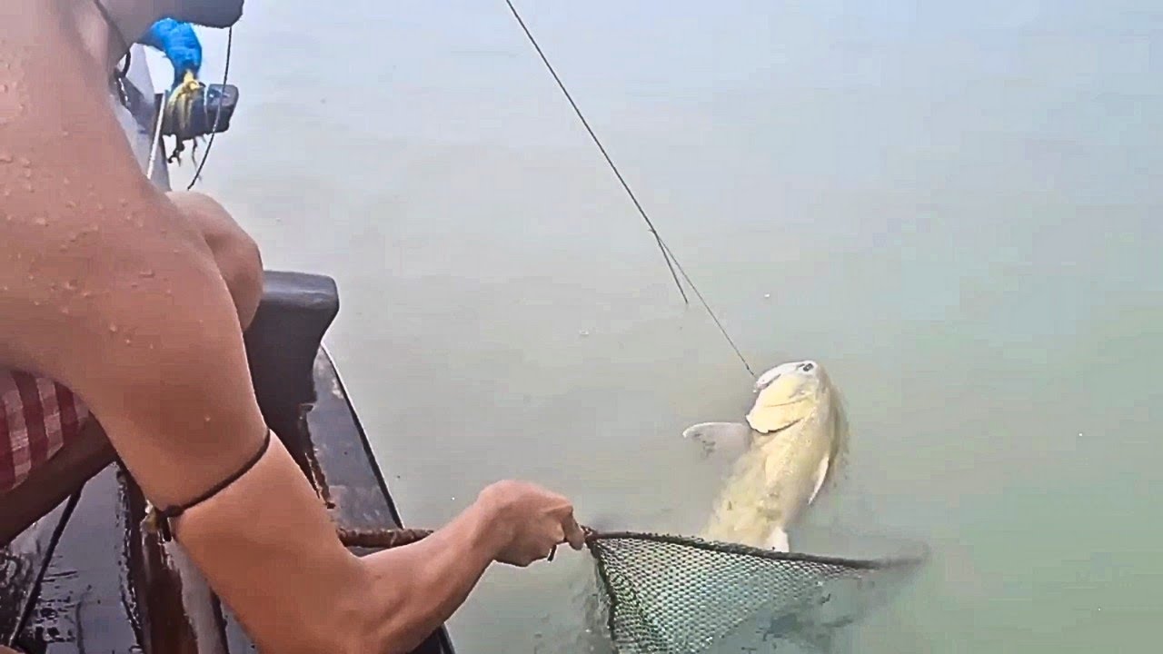 বৃষ্টিতে বিশাল গুরজালি মাছ বড়শিতে😀 । Sundarban fishing🎣 