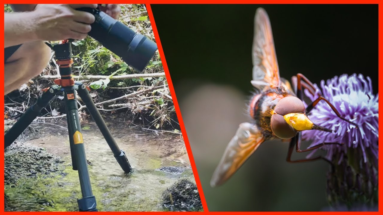 MACRO photographie avec le SIGMA 105mm & K&F CONCEPT TREPIED en Carbone, le bon combo d'exception