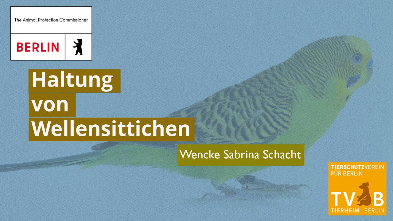 Berliner Heimtierrunde über Haltung von Wellensittichen