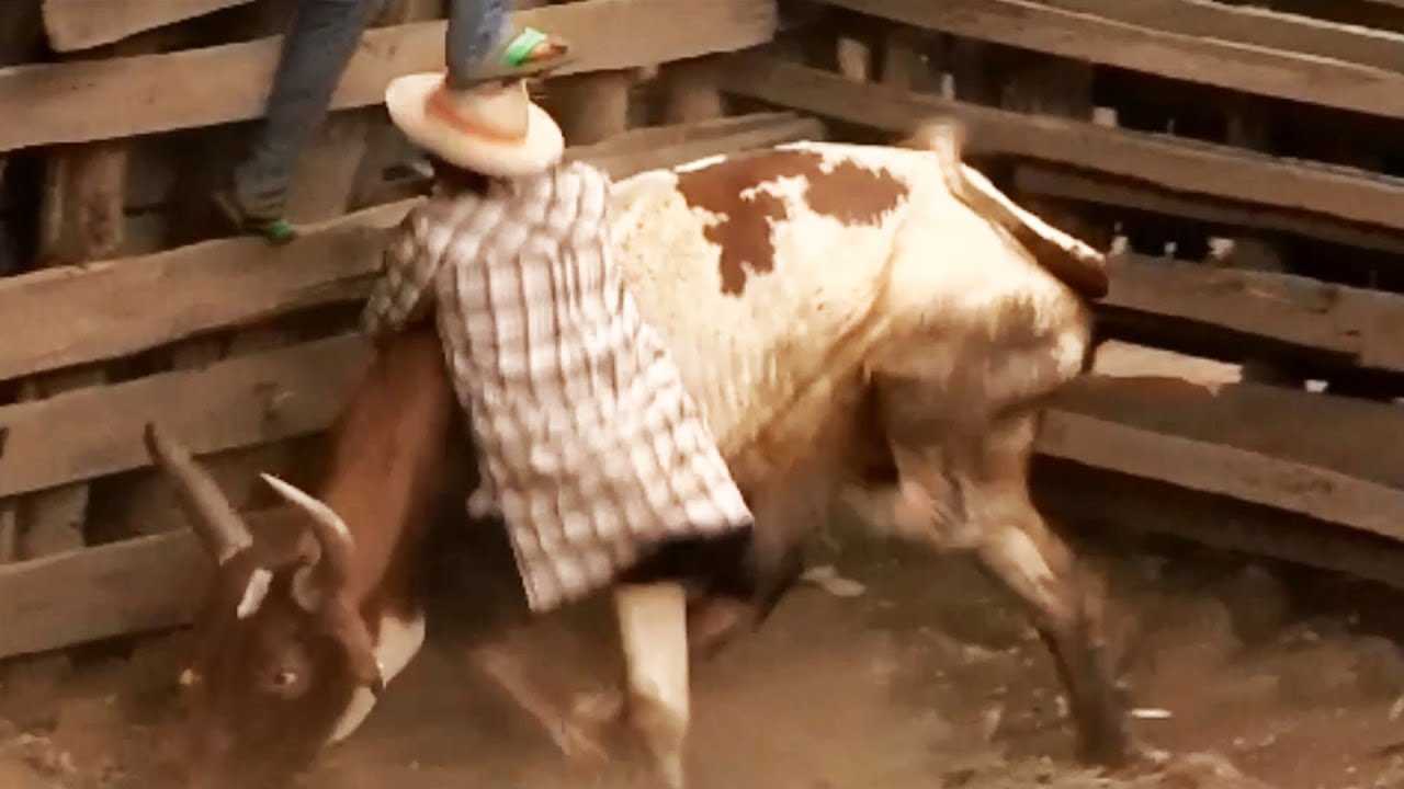 Madagascar : homme VS zébu - ZAPPING NOMADE