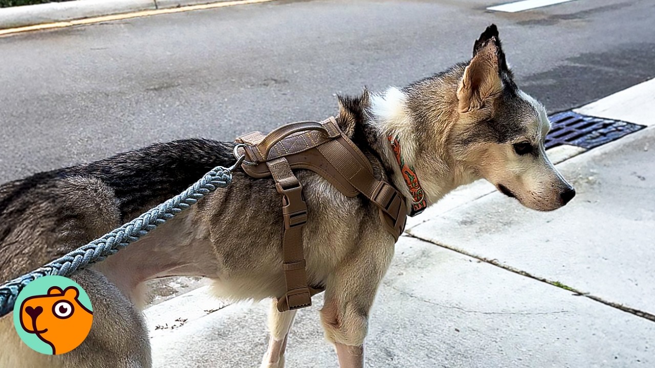Rescue Husky Was Like A Skeleton.  Look At Him Now! | Cuddle Buddies