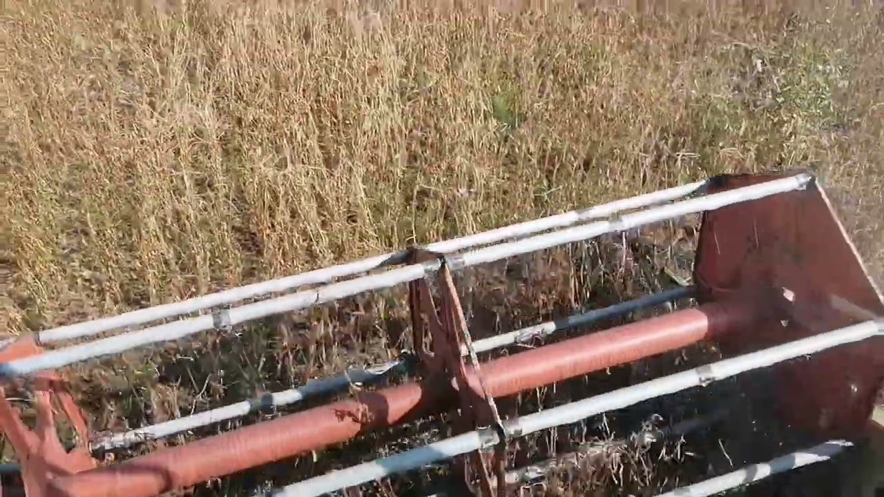 Розпочались жнива сої.Сорт Навігатор