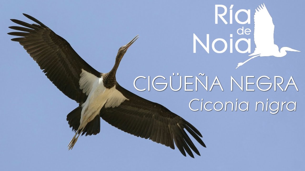 Cigüeña negra, Cegoña negra (Ciconia nigra) en Porto do Son.