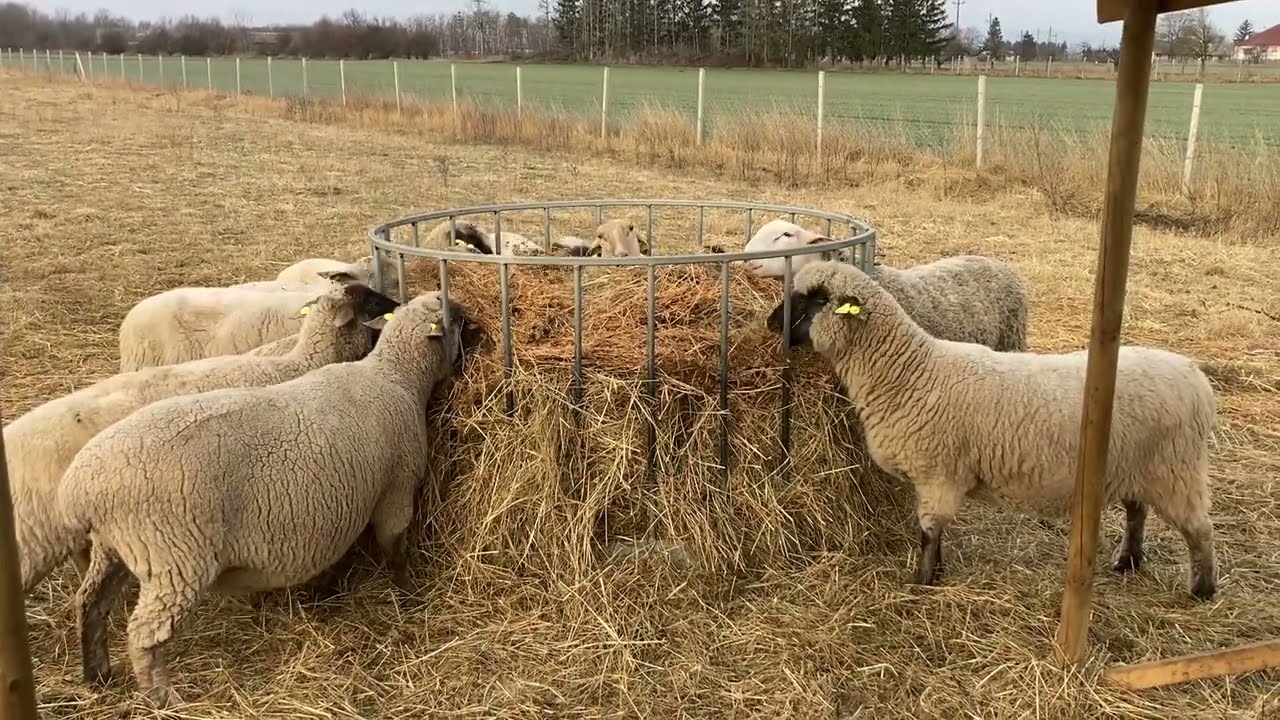 Farmer Napló #12 - Január - ellenek a juhok