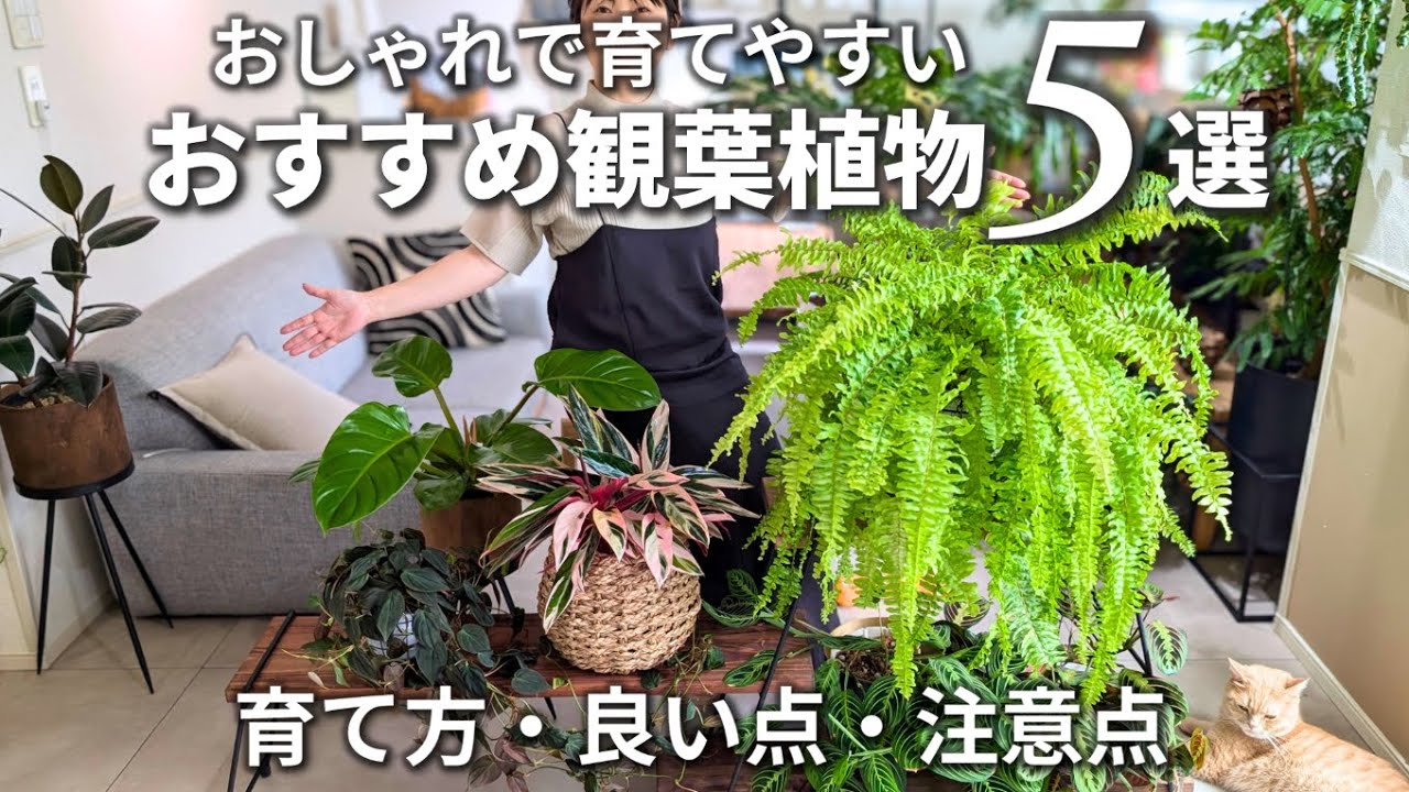 育てやすいおしゃれな観葉植物/インテリアグリーン/室内レイアウト【50代一人暮らし】