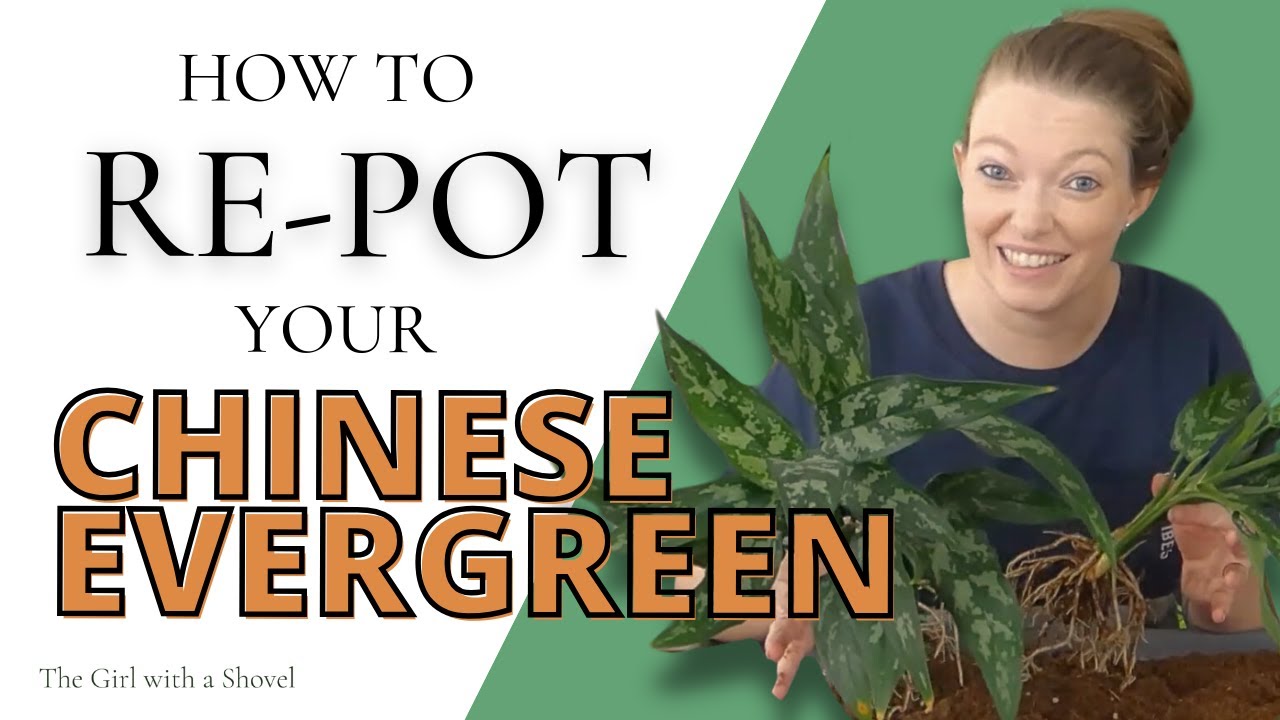 How to Repot your Chinese Evergreen  (Step-by-Step Guide + best potting soil!)