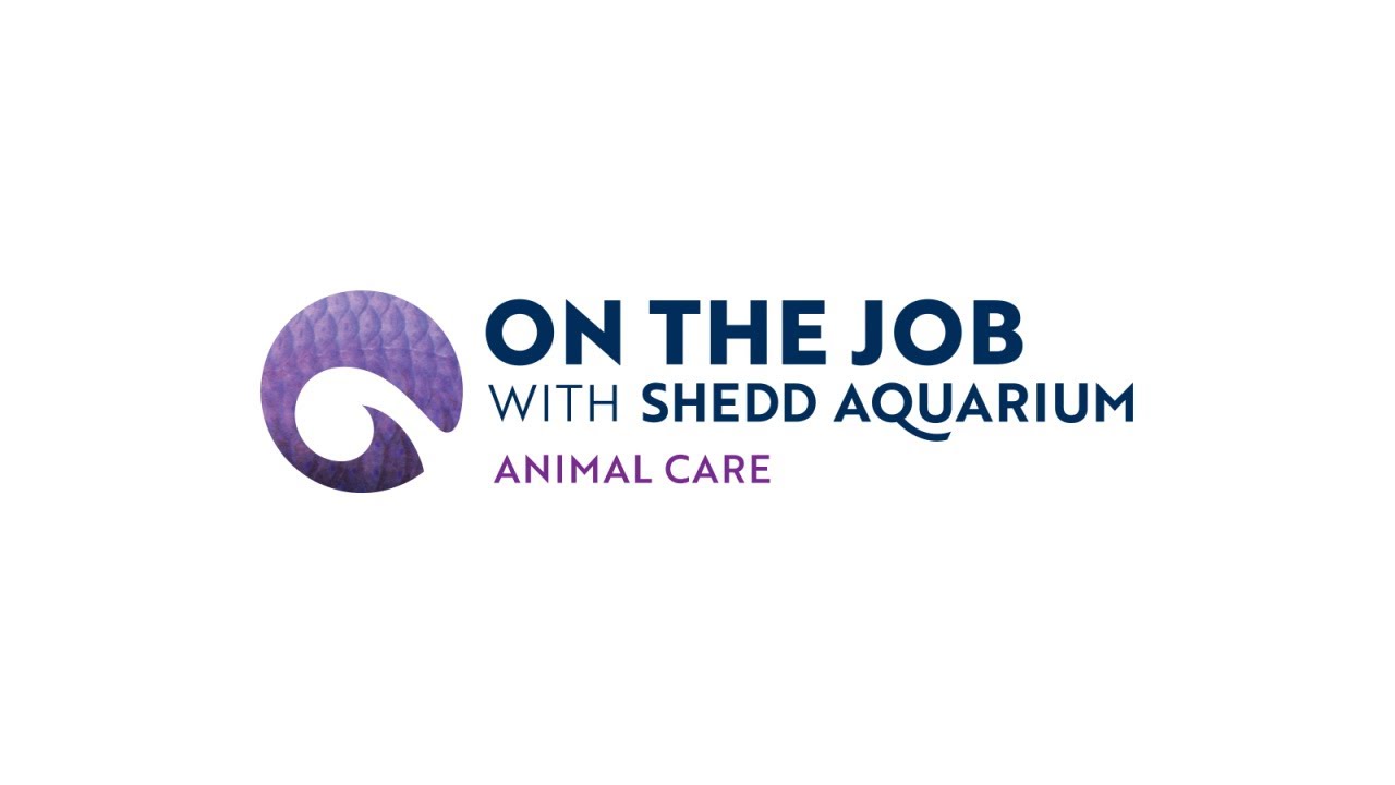 Animal Care Specialist, Engagement Animals – On the Job with Shedd Aquarium