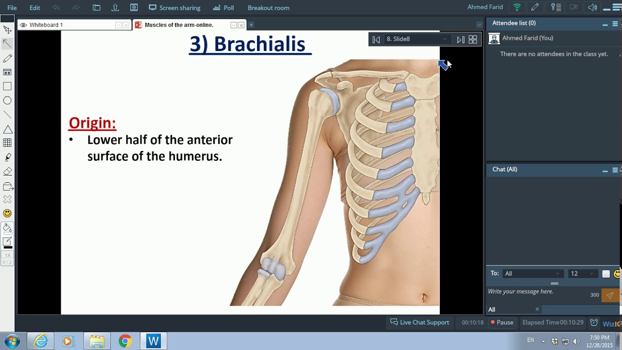 Muscles of the Arm - Dr. Ahmed Farid