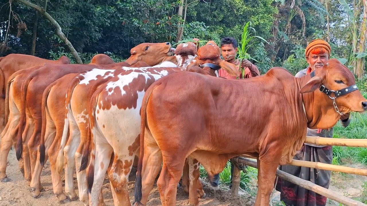 ২ ফেব্রুয়ারি 2026| বছরের সেরা কালেকশন শাহীওয়াল জাতের ষাঁড় বাছুর গরুর প্যাকেজ | বিরামপুর থেকে