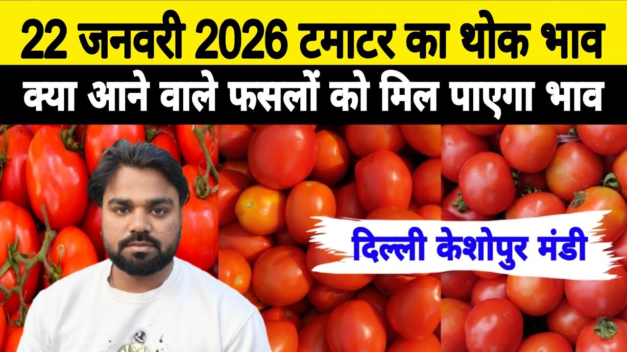 22 Jan 2026 🍅टमाटर का थोक भाव | Today Tomato Price keshopur mandi | Tamatar Ka Bhav #tomato #tamatar
