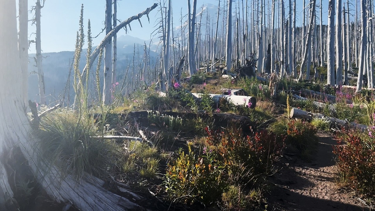 (4K UHD) HIKING Ascending Ghost Forest Ridgeline Burnout Zone @ Mazama Trail | Mount Hood Wilderness
