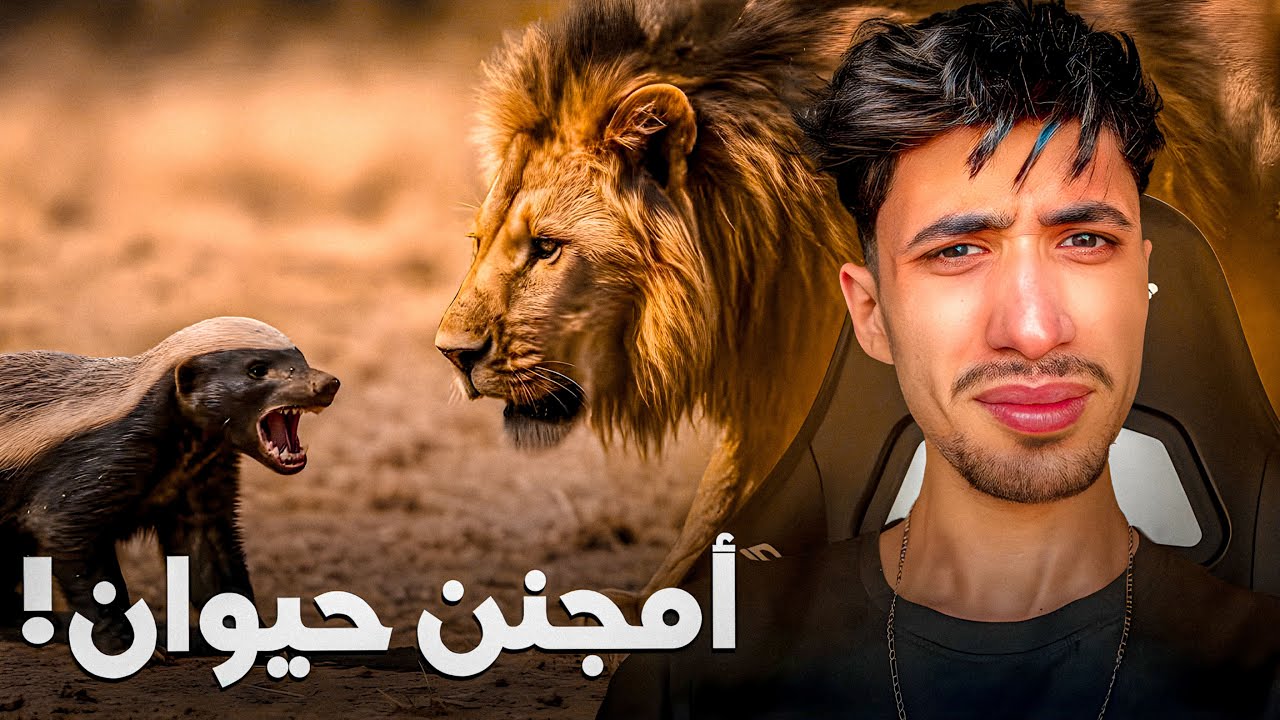 شنو القصة الحقيقية ديال هاد الحيوان عسيلة ؟ |  HONEY BADGER