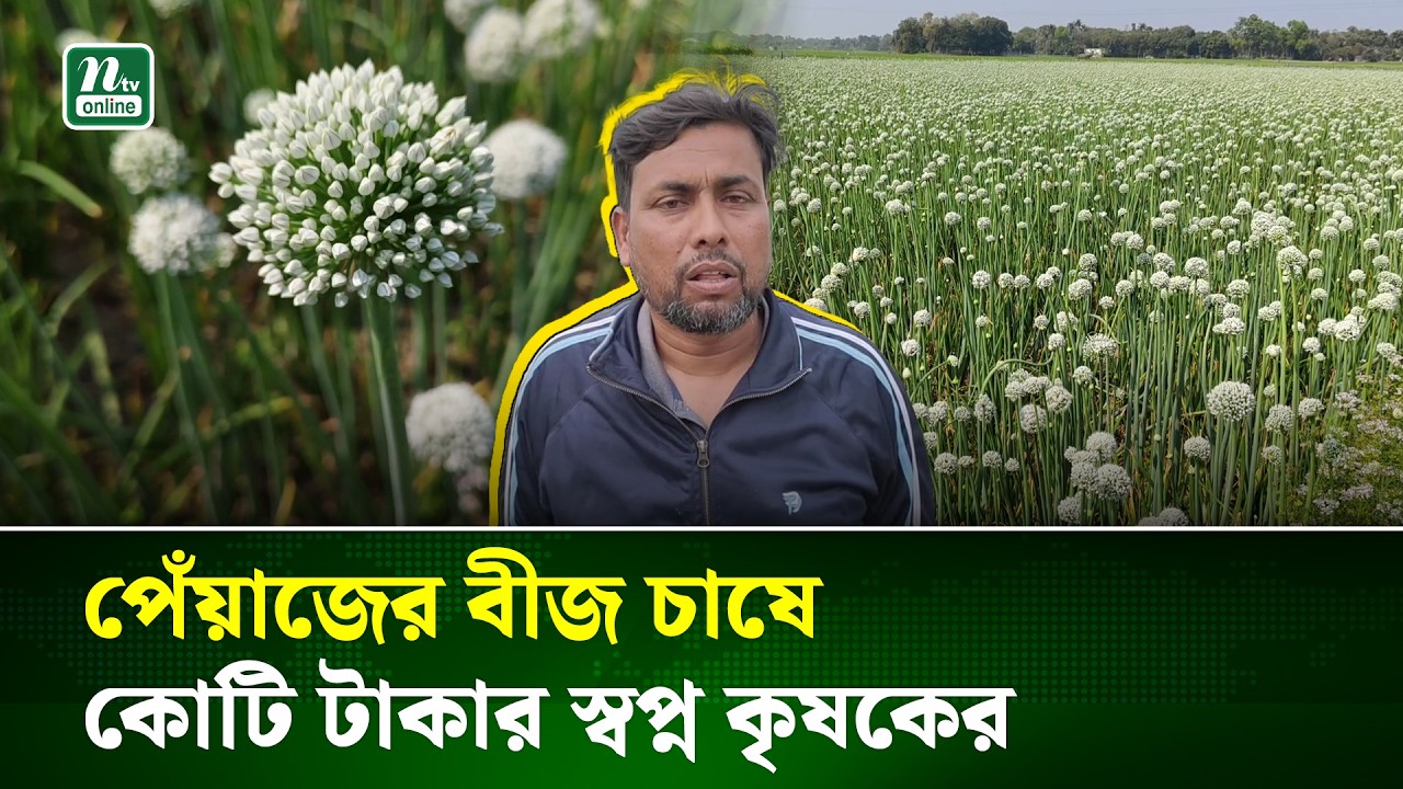 সাদা ফুলের কালো বীজে ভাগ্যবদলের স্বপ্ন কুমারখালীর কৃষকদের | Kushtia | NTV News