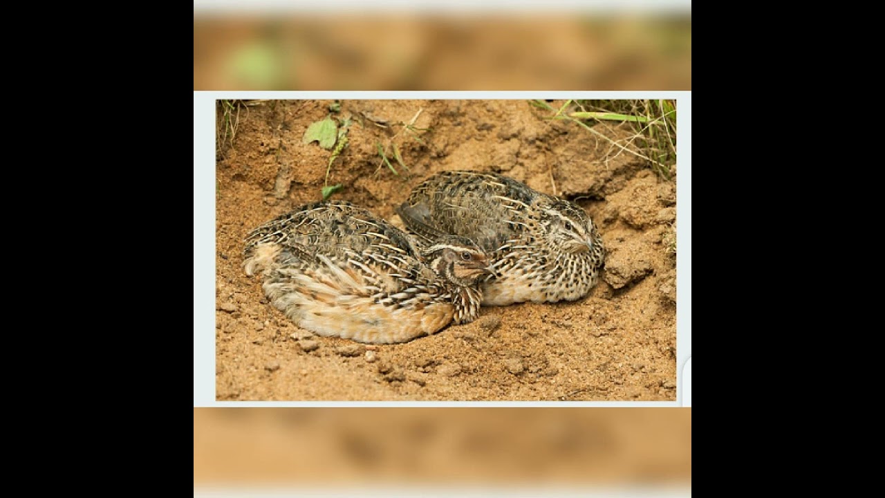 Bater ki awaaz#quail voice#common quail sounds #bater ki boli#shorts #youtubeshorts #shorts