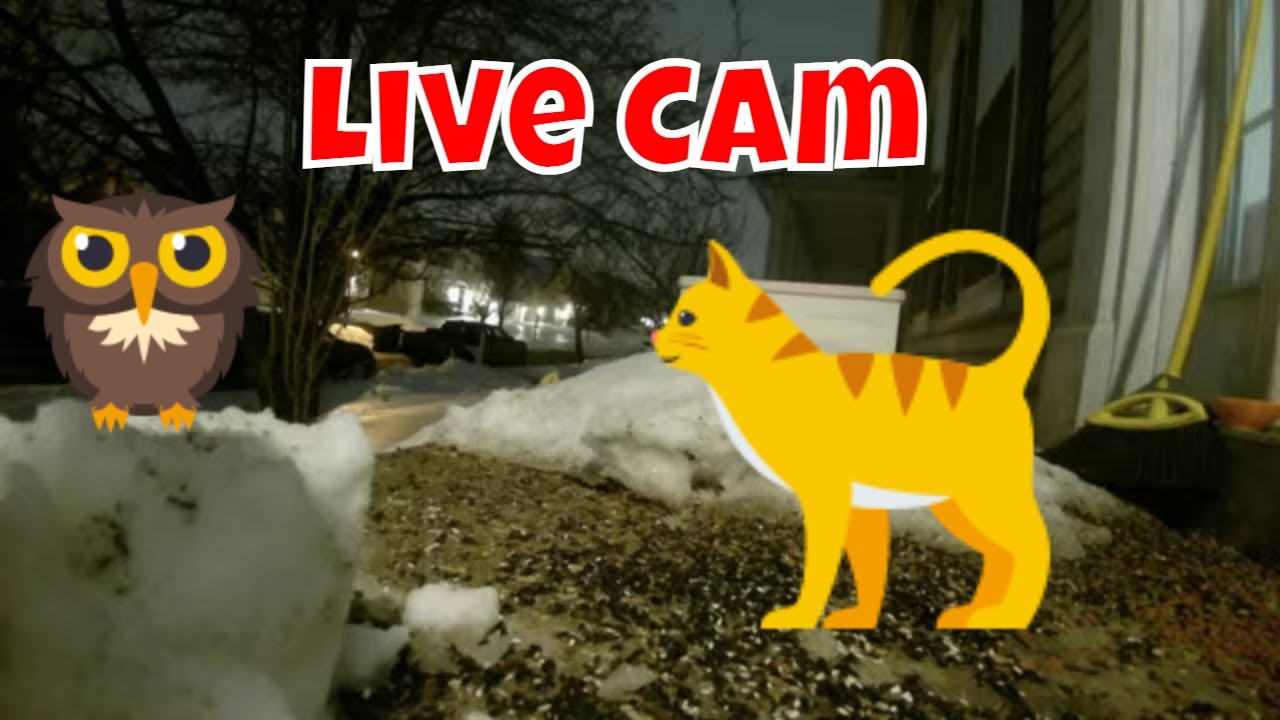 Live Beautiful Wildlife Cam! 🦝❄🦌🦊🐦😻