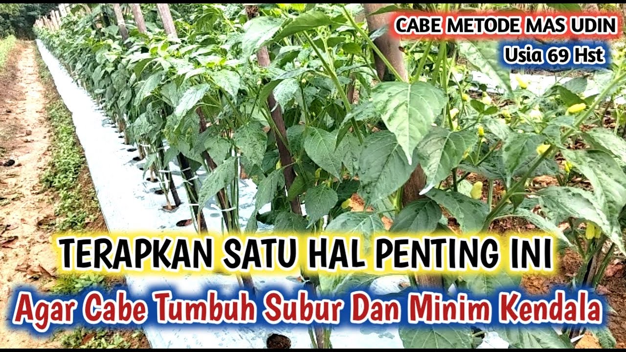 SATU PESAN DARI MAS UDIN BUAT PETANI CABE BIAR SUKSES