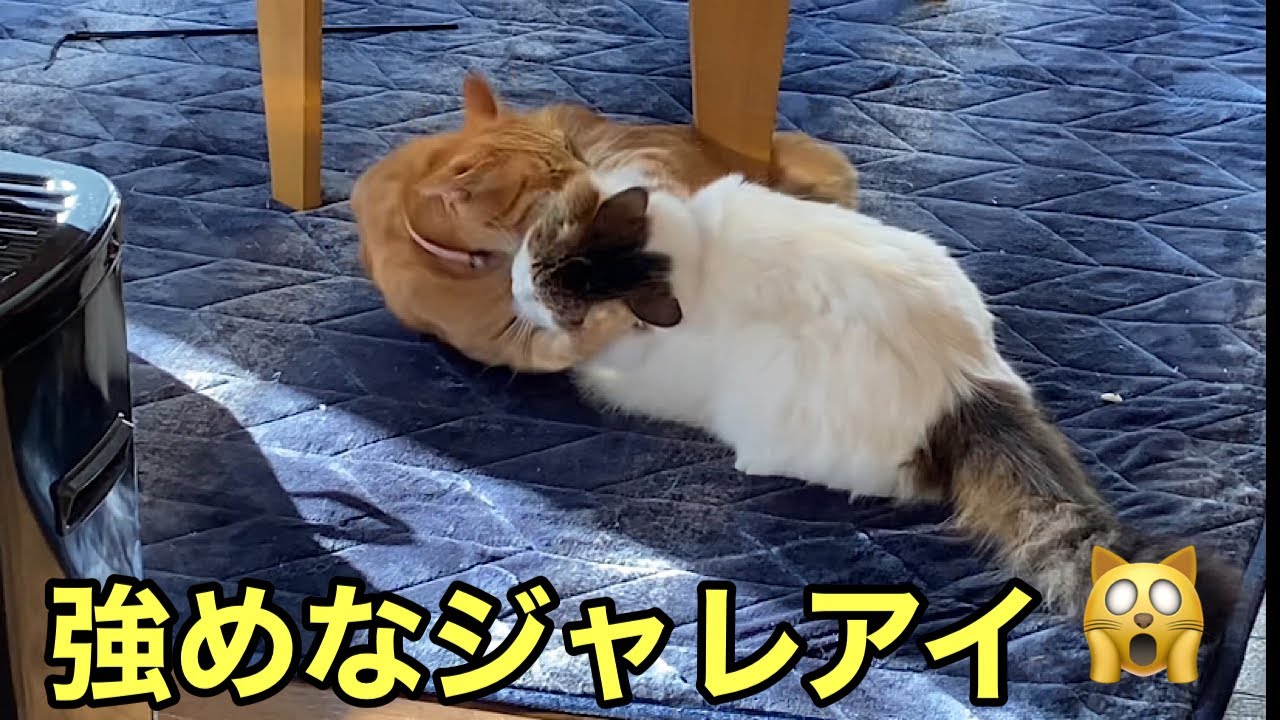 [強めのジャレアイ猫]レオとチャッピーのじゃれあい怖😰