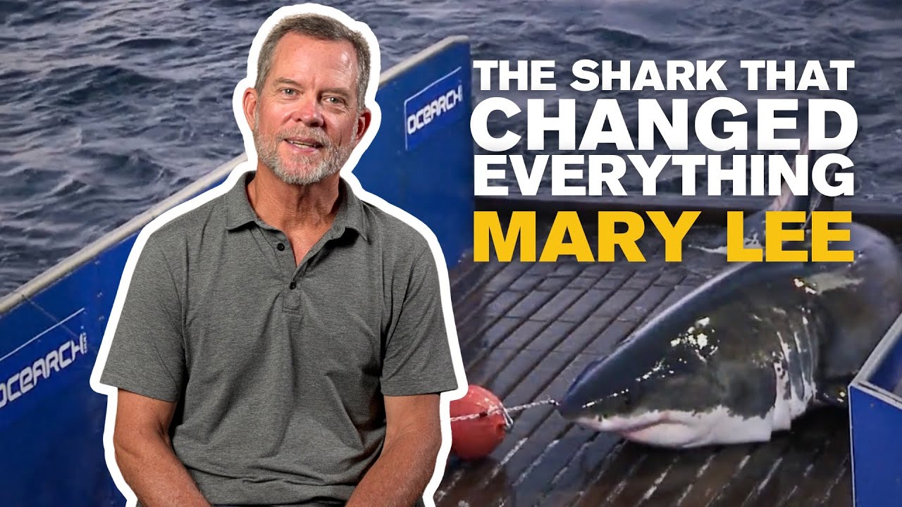 Mary Lee - The White Shark That Changed Everything!