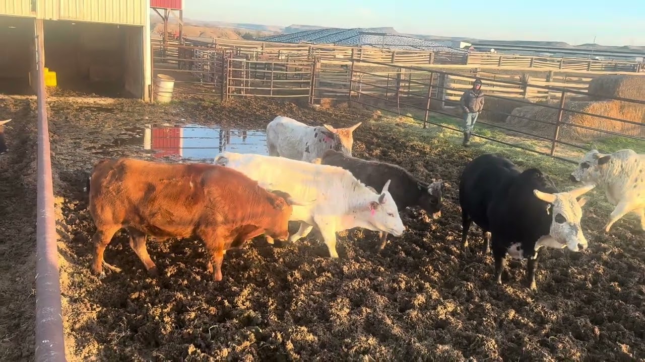 Red Bluff 2026- Lot 9 MB Sara