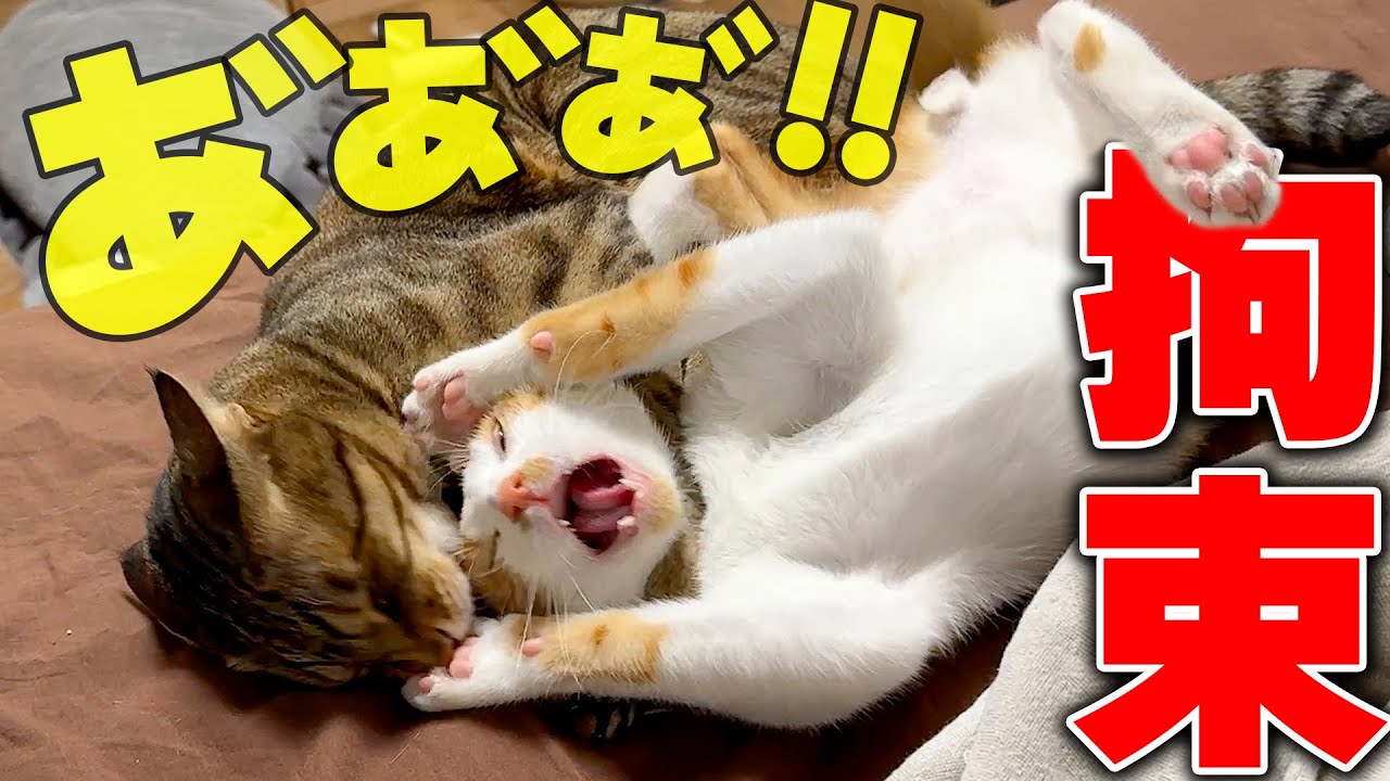 部屋中を暴れ回っている子猫が先輩猫に取り押さえられました。