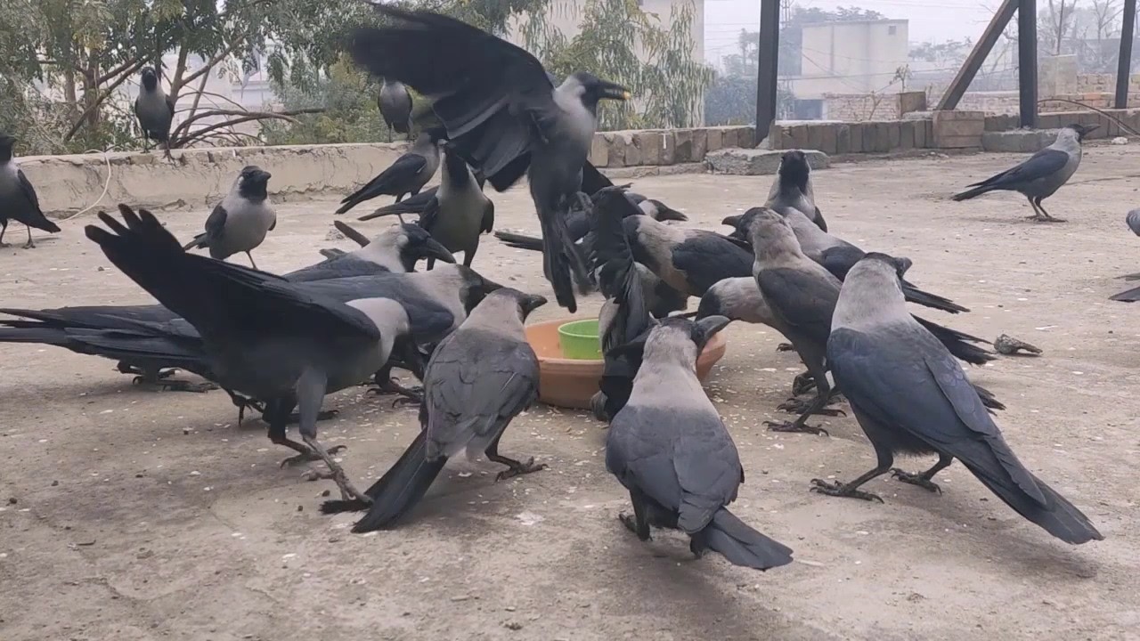 Huge Black Crows Feeding Frenzy Insane Crows Cawing Sounds Compilation Must See
