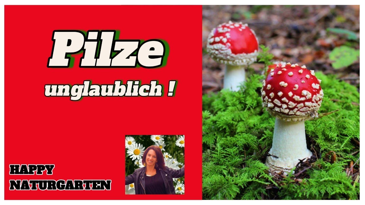 Ohne Pilze kein Leben! Faszinierend!  #naturgarten #nachhaltigkeit #pilze ##biodiversität