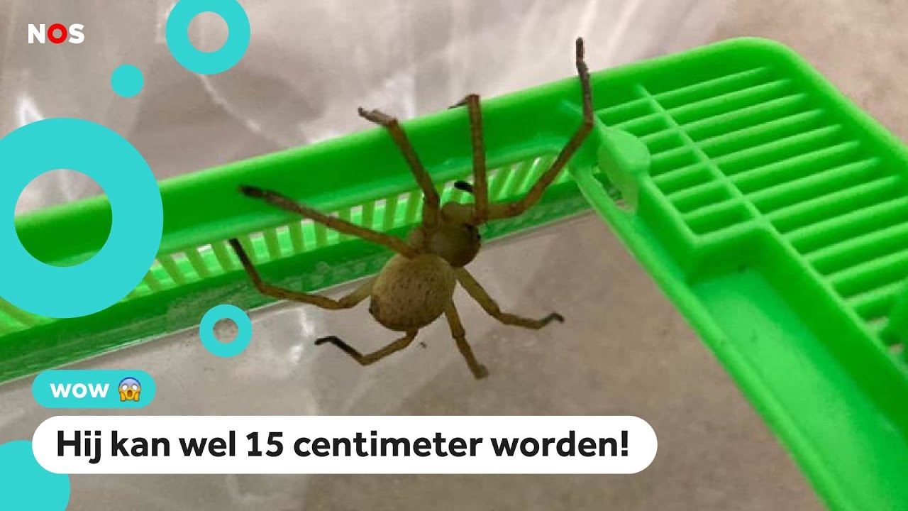 Exotische spin ontdekt tussen de bananen in de supermarkt