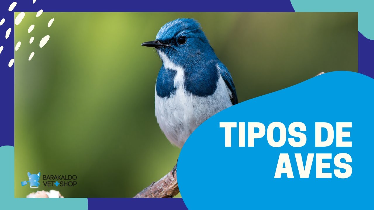 Descubre los 【 TIPOS de AVES 】 que existen - Barakaldo Vet Shop