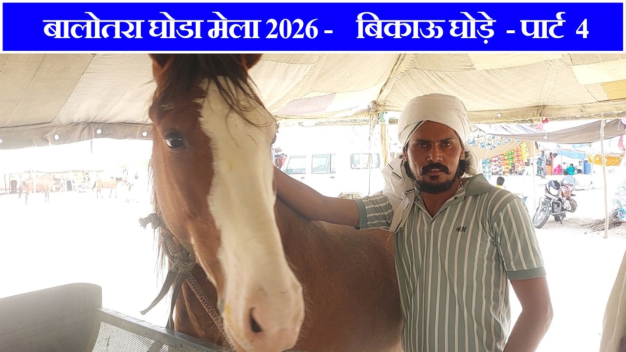 बालोतरा घोड़ा मेला 2026 -पार्ट 4  चैत्र मेला Balotra Horse Fair Tilwada Horse Market In India Video