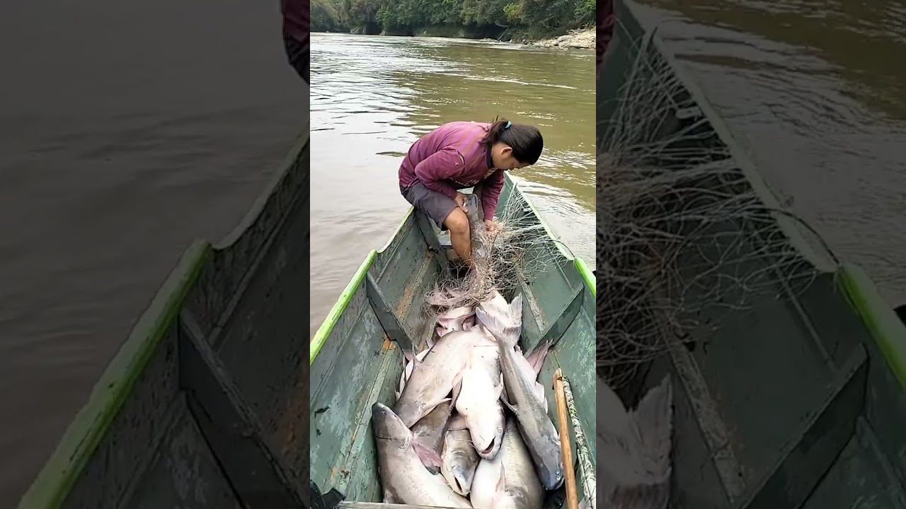 Ikan Patin Sungai Kayan. #Data Dian#