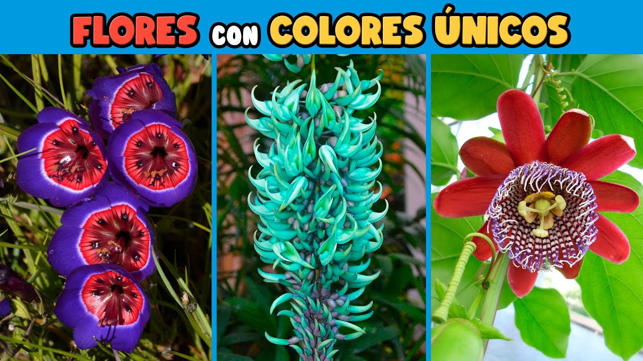 FLORES de COLORES ÚNICOS y MUY DECORATIVOS para tu JARDÍN