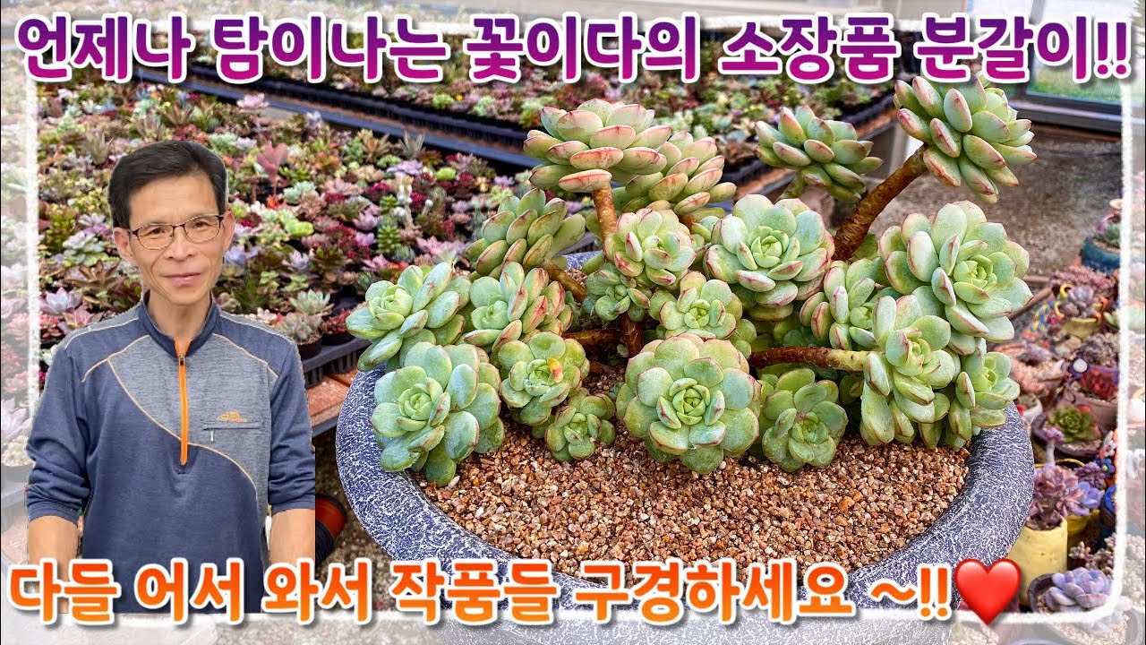 언제봐도 탐이나는 아이들만 심는 꽃이다의 소장품 분갈이 ~!! 다들 어서들 작품 구경하러 오세요 ~!!