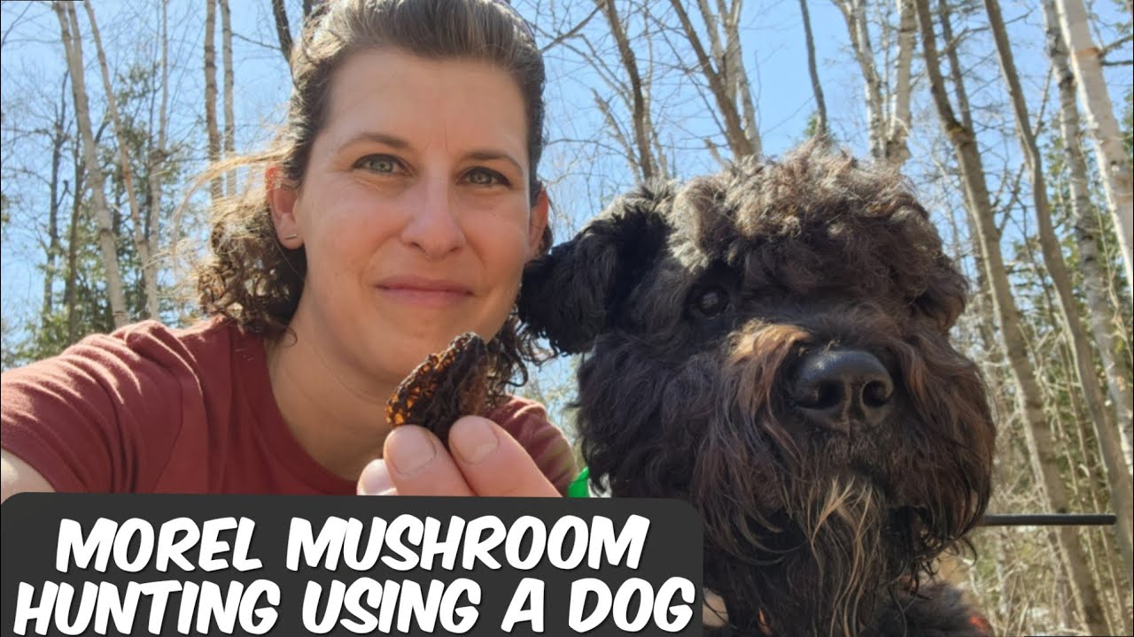 Morel Mushroom Hunting Using a Dog!