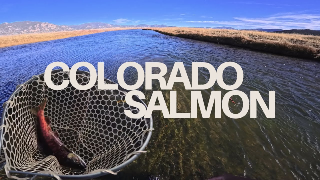 SALMON ON THE DREAM - COLORADO FLY FISHING