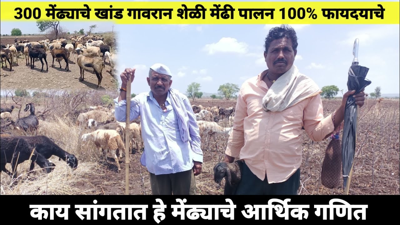 शेळी सोबत फायदेशीर व्यवसाय मेंढीपालन |300 मेंढ्याचं खांड |असे करा मेंढीपालन पहा काय आहे आर्थिक गणित