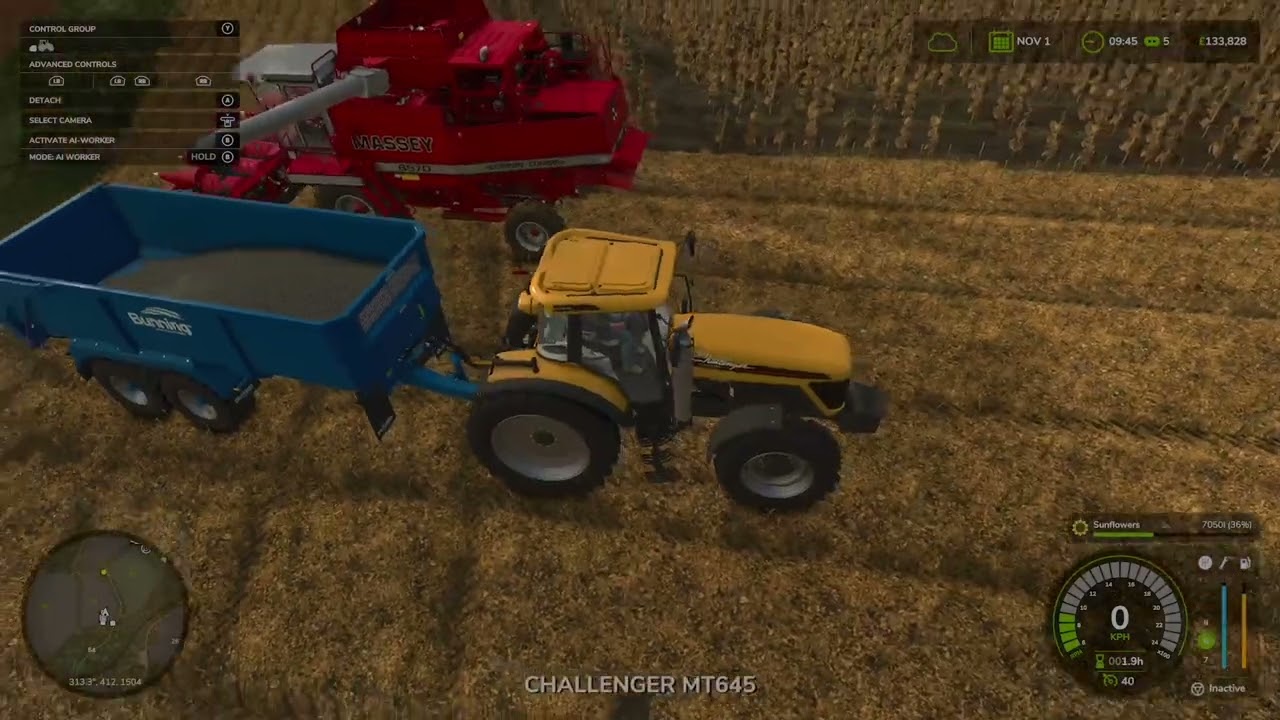 2nd Year Harvest: Sunflowers