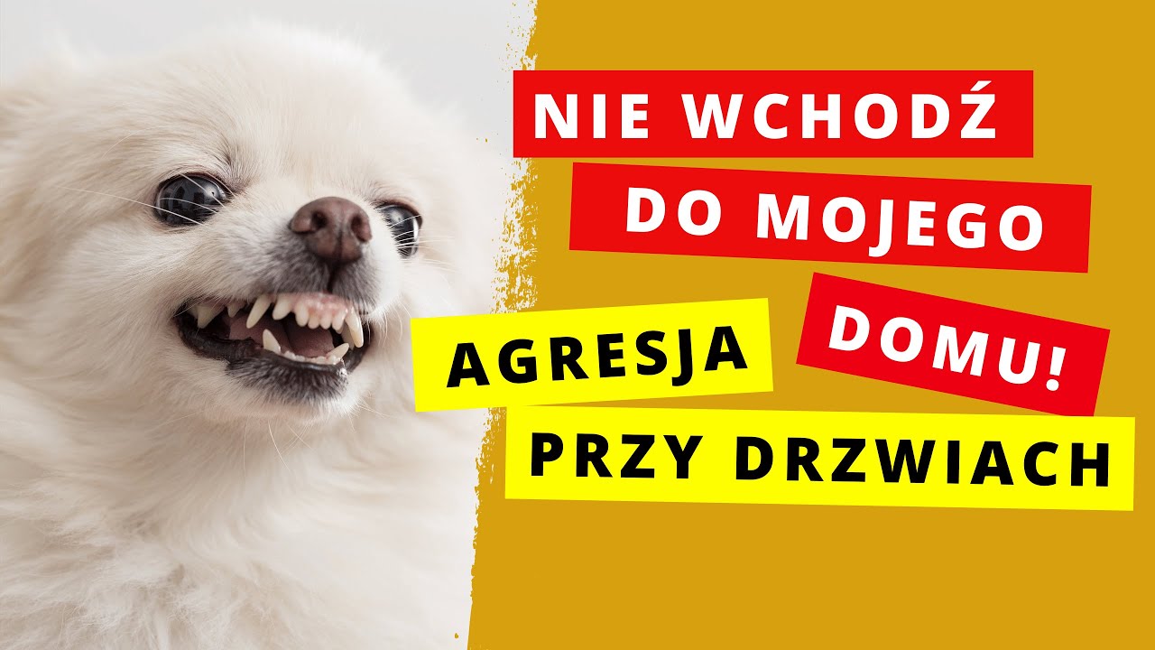 Agresja psa do ludzi w domu. Jak sobie radzić.🐕🐕🐕