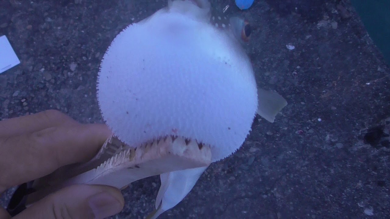 興奮すると、空気をいれてお腹を膨らませるフグ。釣った時はキャッチ＆リリース。