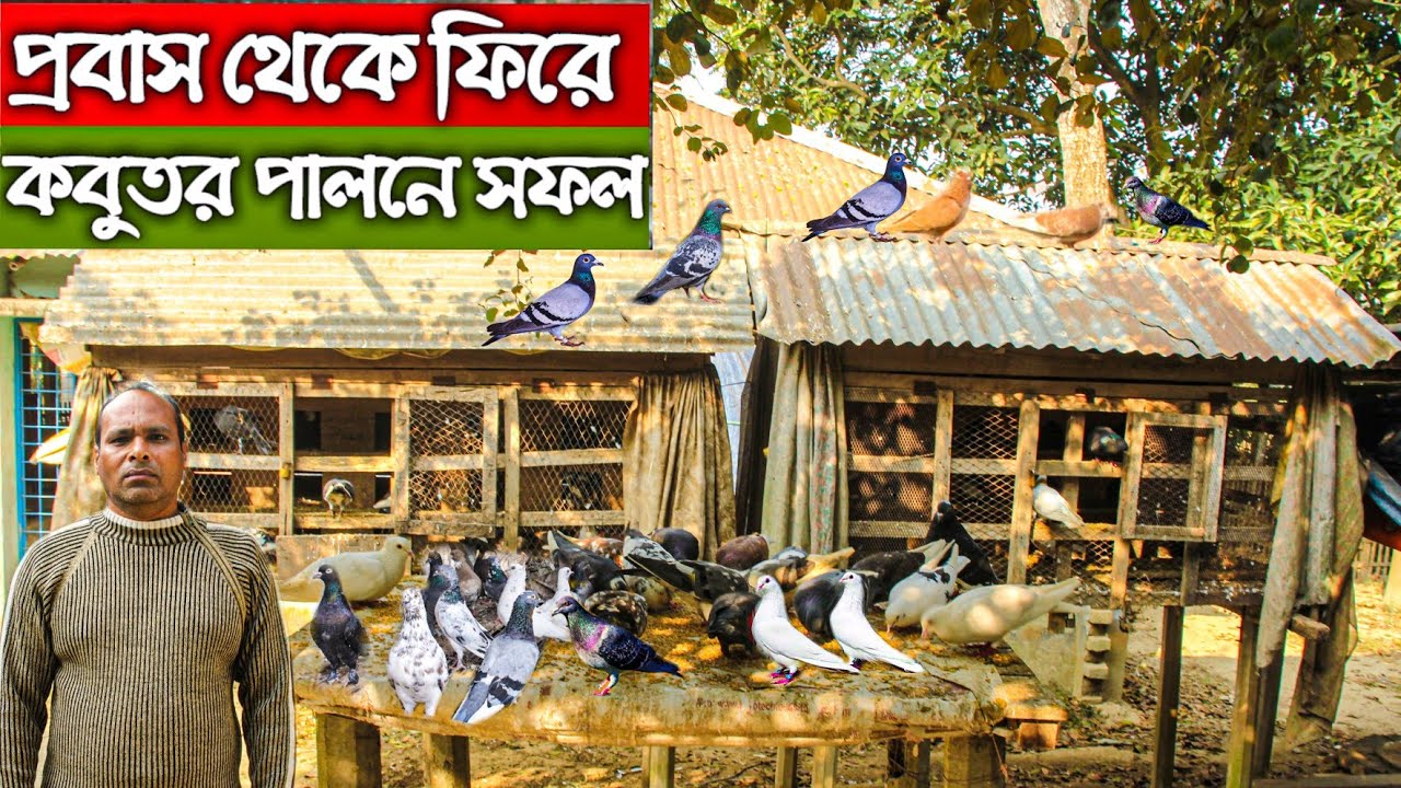 #50 প্রবাস থেকে এসে কবুতর পালন করে সফল খামারি।  প্রবাসির কবুতর খামার